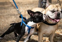comparing-boston-terrier-vs-french-bulldog-vs-frenchton:-which-hybrid-fits-your-family-best?